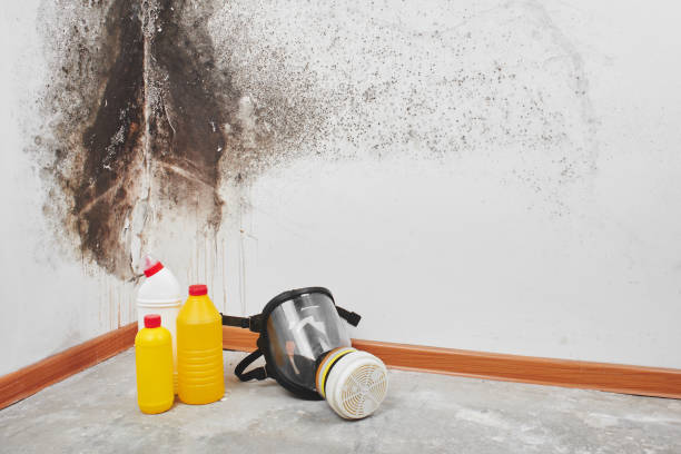 Best Fast Mold Removal  in Mascot, TN