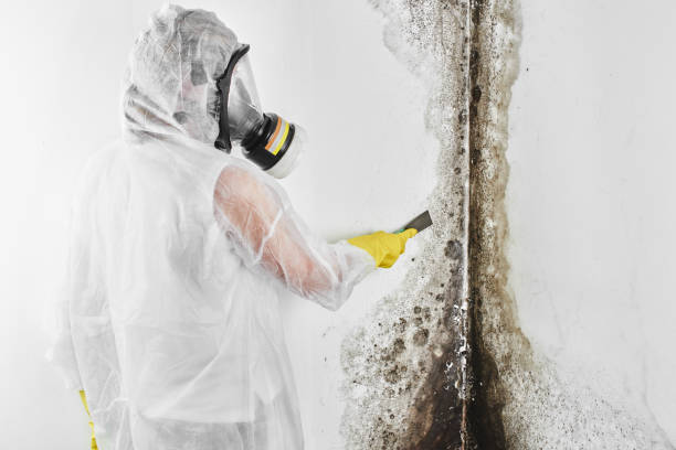 Best Local Mold Removal Service  in Mascot, TN