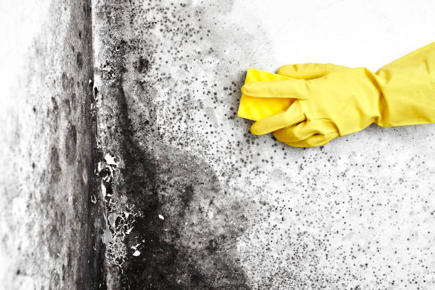 Best Residential Mold Removal  in Mascot, TN