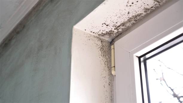 Office Mold Removal Services in Mascot, TN