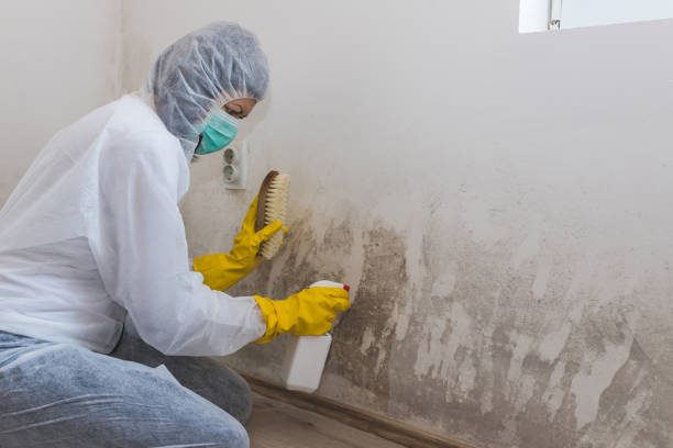 Best Crawl Space Mold Removal  in Mascot, TN