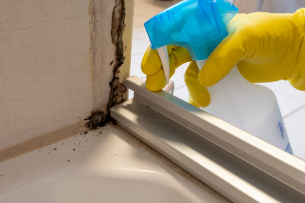 Best Home Mold Removal  in Mascot, TN